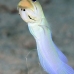 jawfish_yellowhead_dw_wc_v_0071_tci1896.jpg